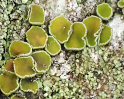 Caloplaca cerina forme vert-livide.